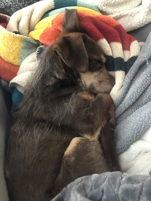 My cute dog River, curled up and asleep